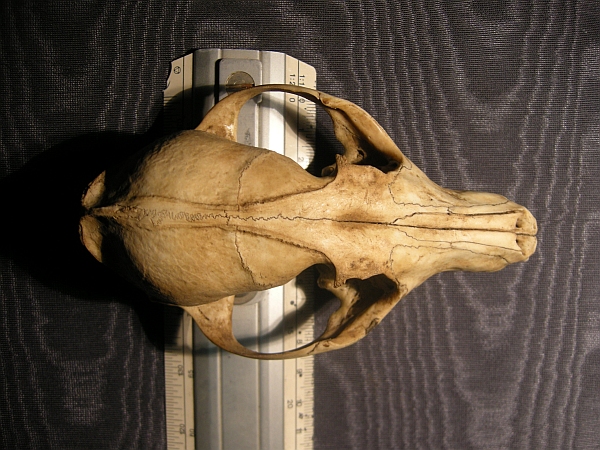 Cranio: Volpe